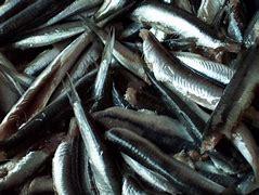 Barf Lab Fish (Peixe)