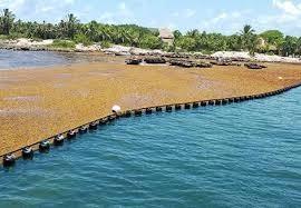 Barreira DESMI  Mesh-Boom para algas.