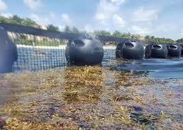 Barreira DESMI  Mesh-Boom para algas.