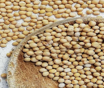 Mostarda amarela semente