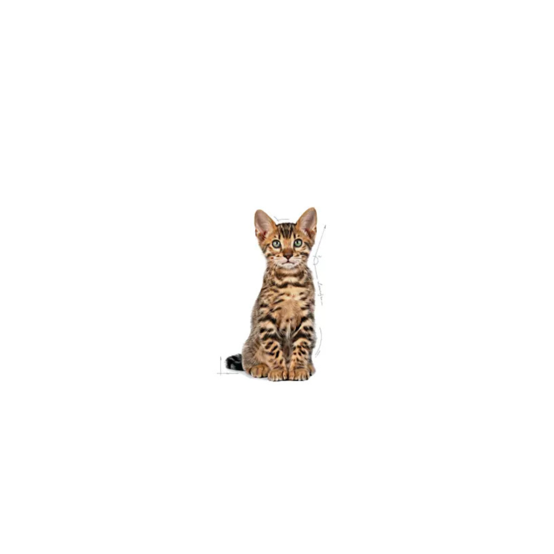 Kitten Sterilised- Aliment Humide- Royal Canin
