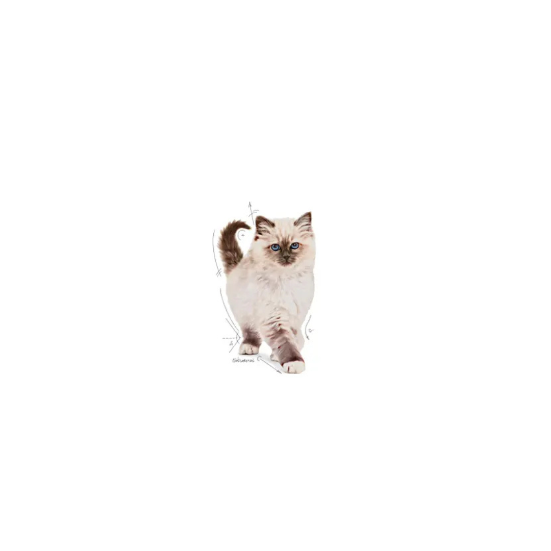 Royal Canin Chaton