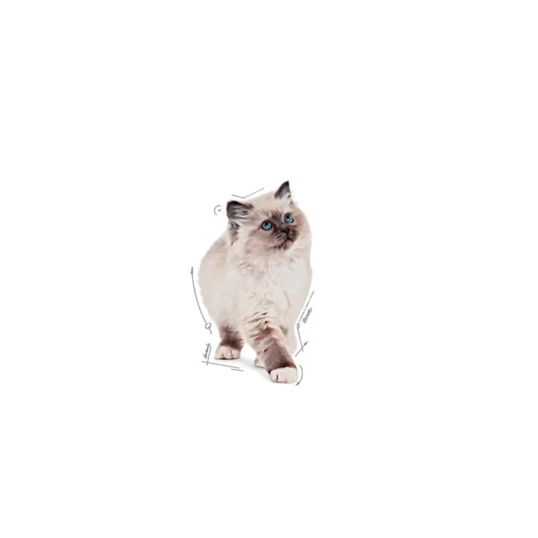 Kitten Mousse 12x85g- Aliment Humide- Royal Canin