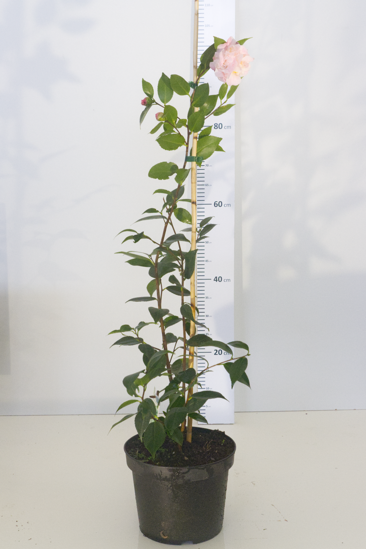 CAMÉLIA - Lutchuensis Hybr.