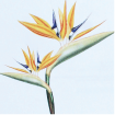 Strelicia