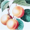 Peaches