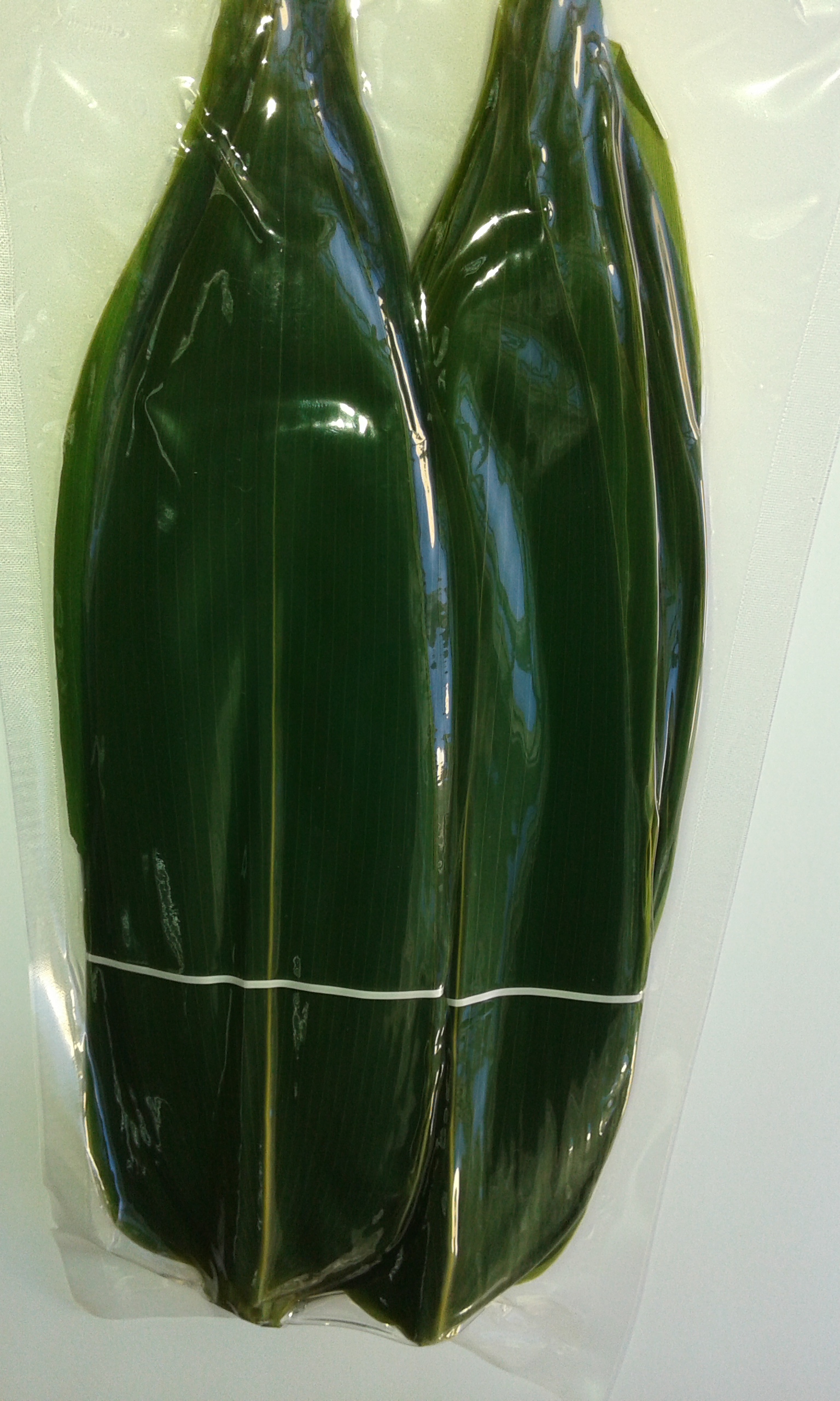 Ao Sasa Folhas de bambu x 100uds