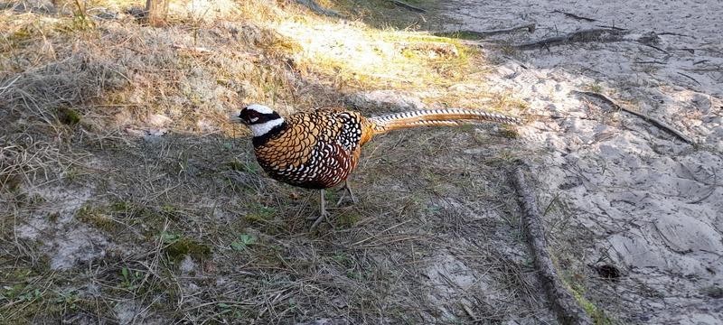(296) - Mapa Ecault - França 2025