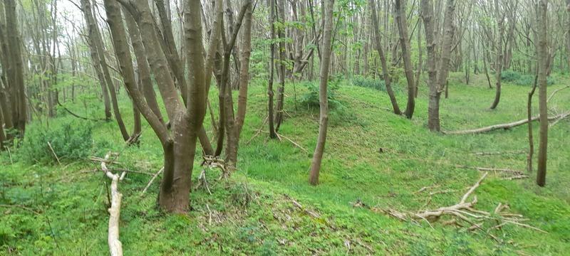 (296) - Mapa Ecault - França 2025