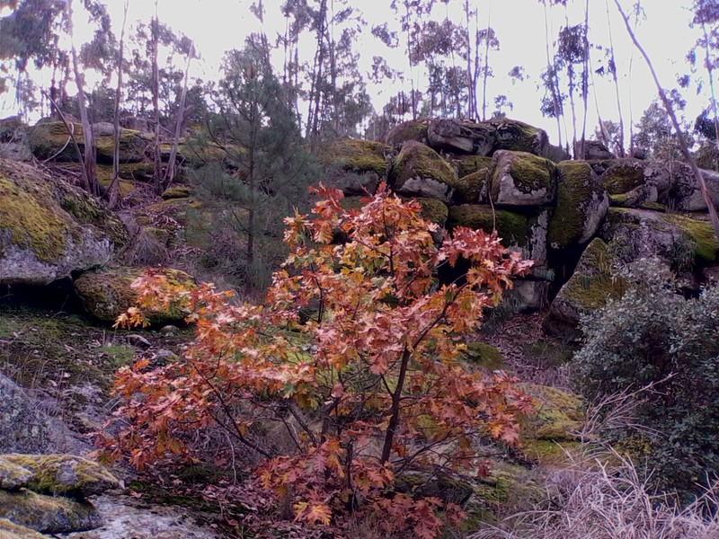 (292) - Mapa Rachã - Portugal 2024